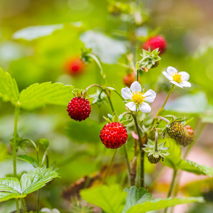 Woodland Strawberry Fruit Seeds