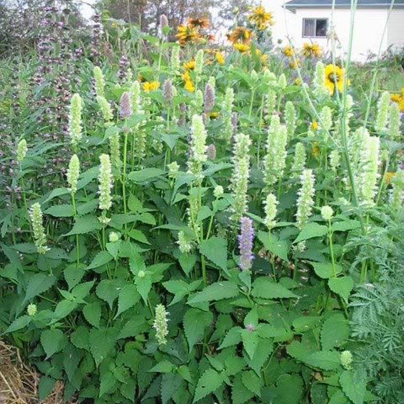 Giant Hyssop Herb Seeds