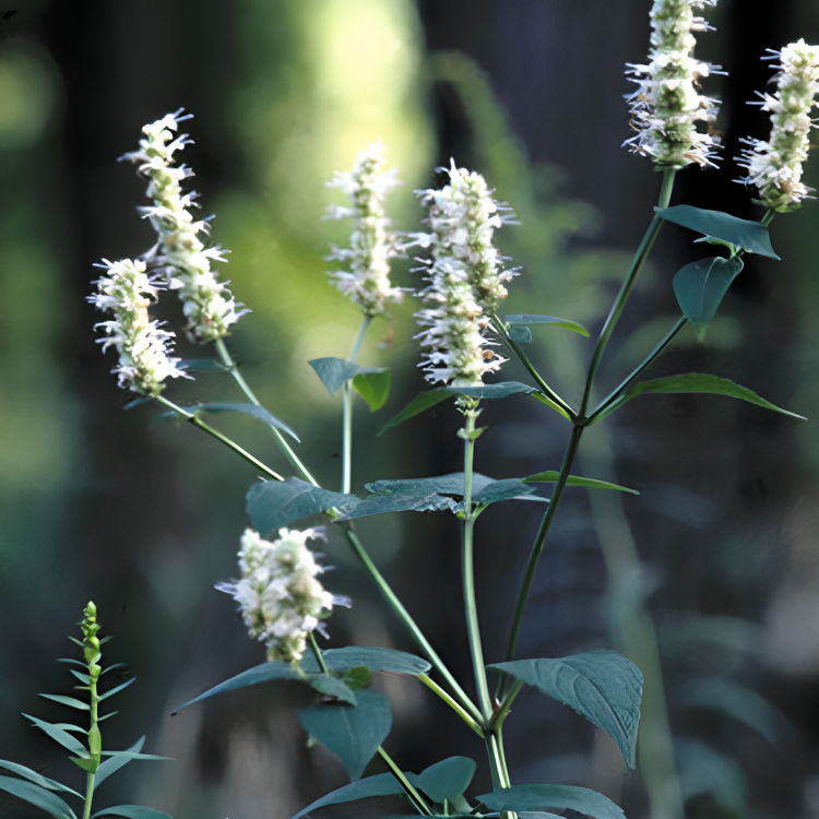 Giant Hyssop Herb Seeds