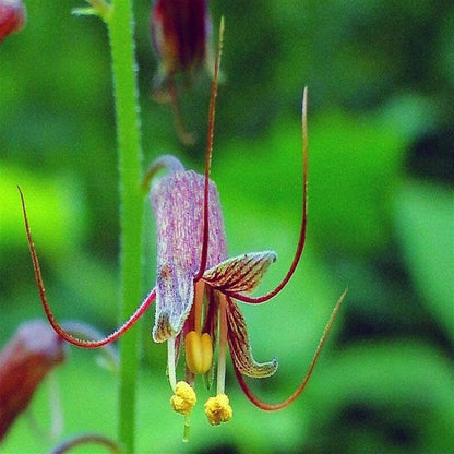 Youth On Age Flower Seeds