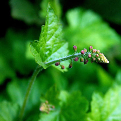 Youth On Age Flower Seeds