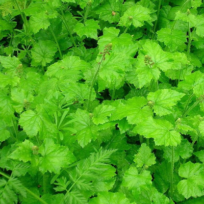 Youth On Age Flower Seeds