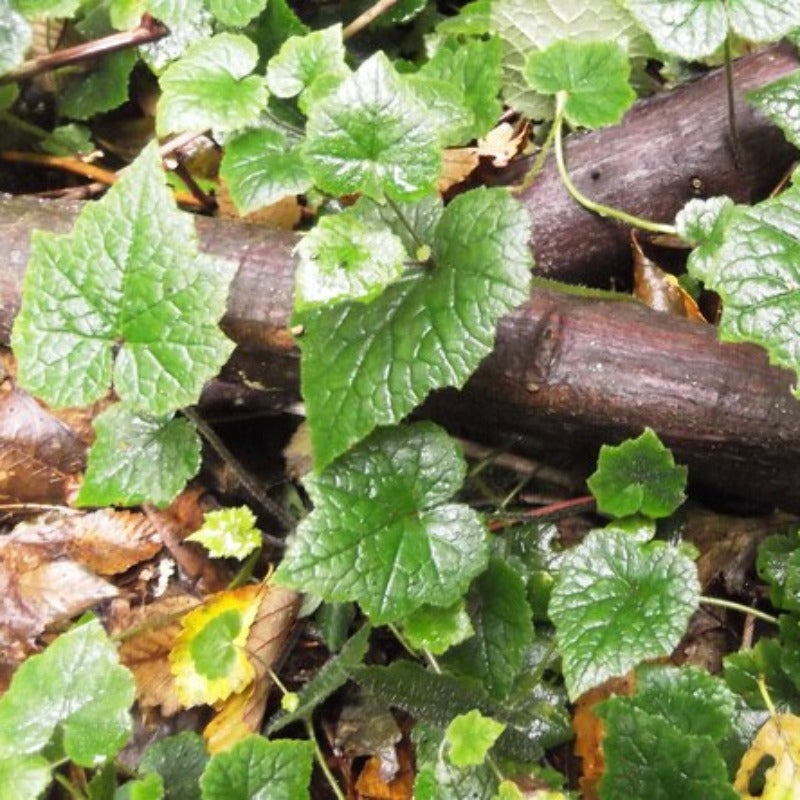 Youth On Age Flower Seeds