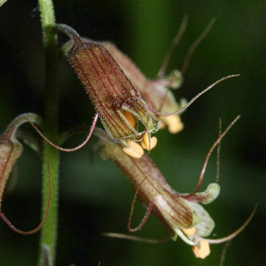 Youth On Age Flower Seeds