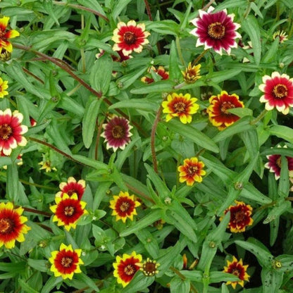 Zinnia Haageana Flower Seeds