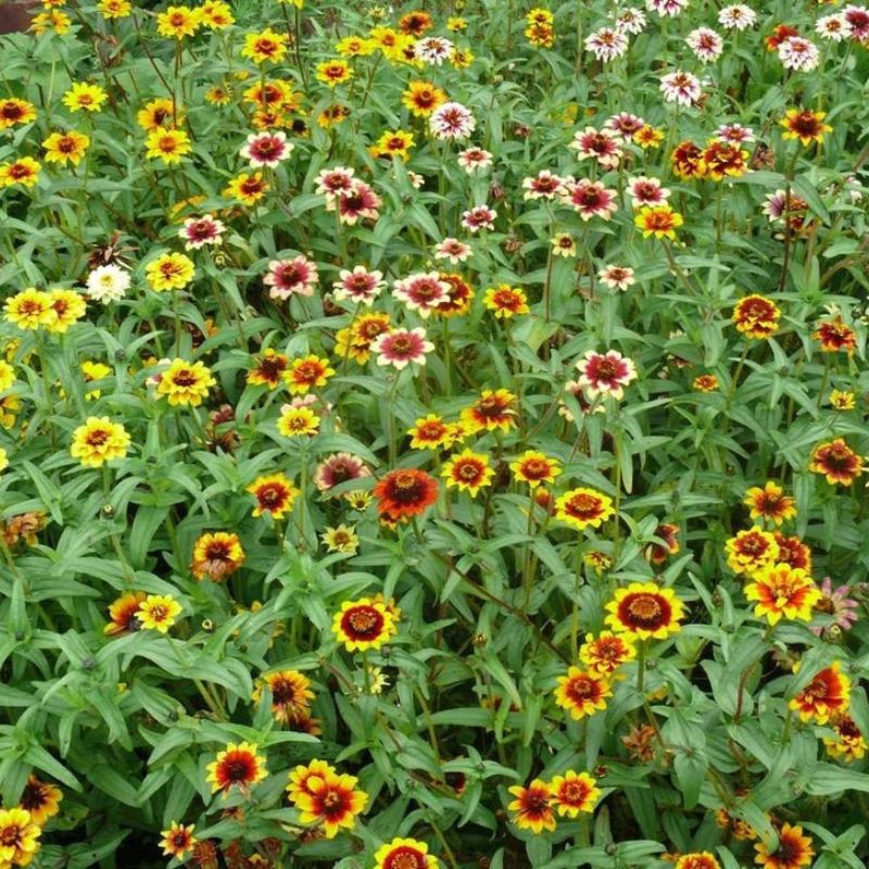 Zinnia Haageana Flower Seeds