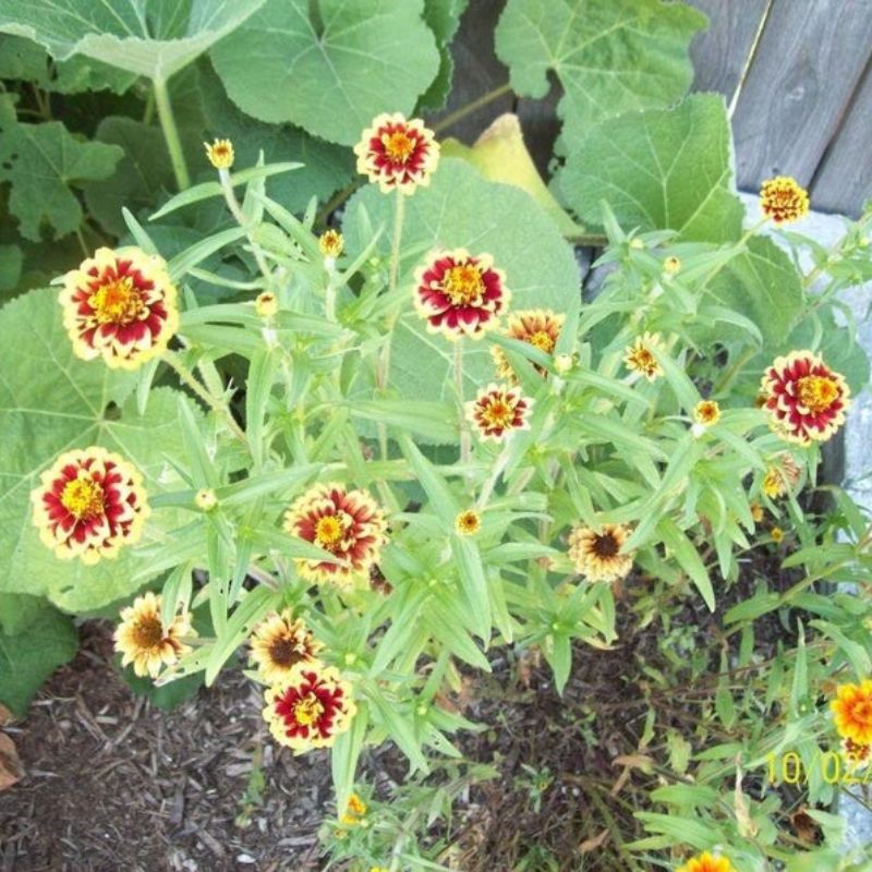 Zinnia Haageana Flower Seeds