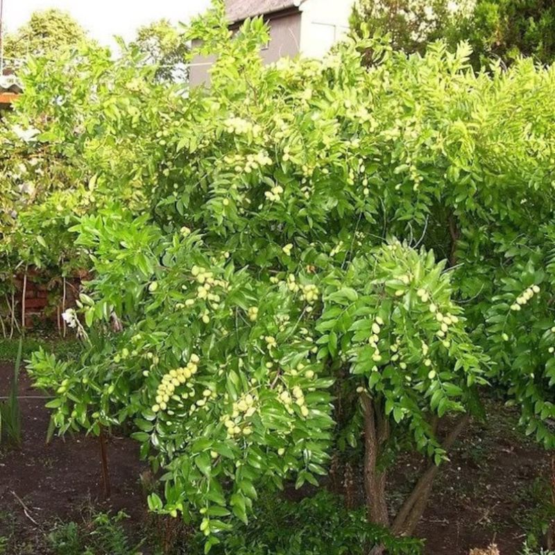 Ziziphus Jujuba Date Fruit Seeds