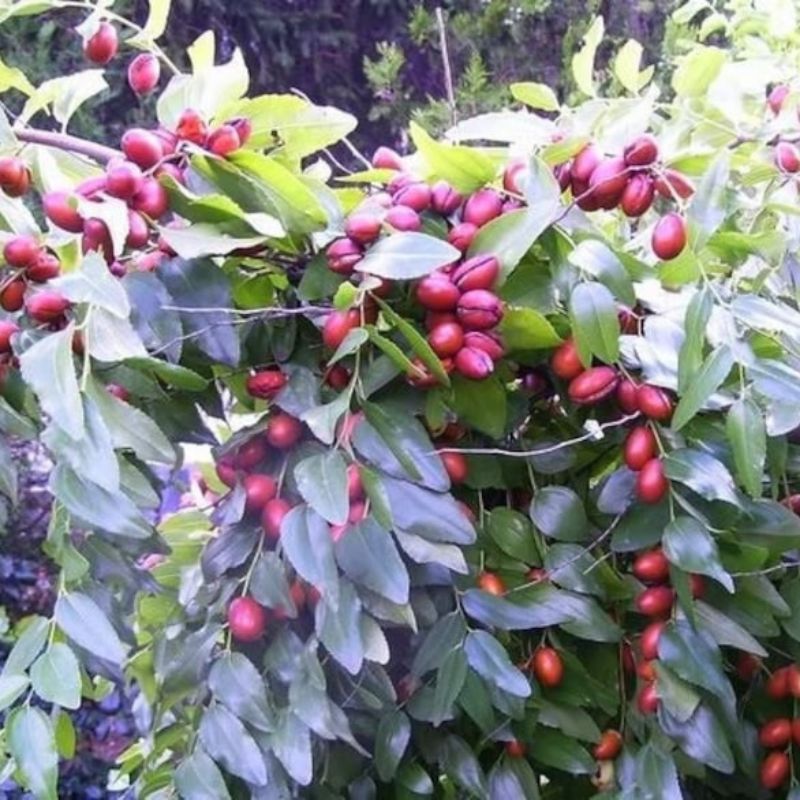 Ziziphus Jujuba Date Fruit Seeds