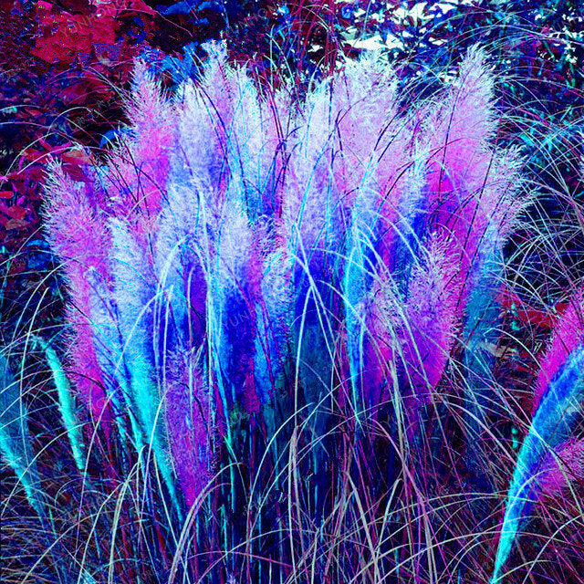 Rainbow Pampas Grass Seeds 200 Count For Gardens And Balconies