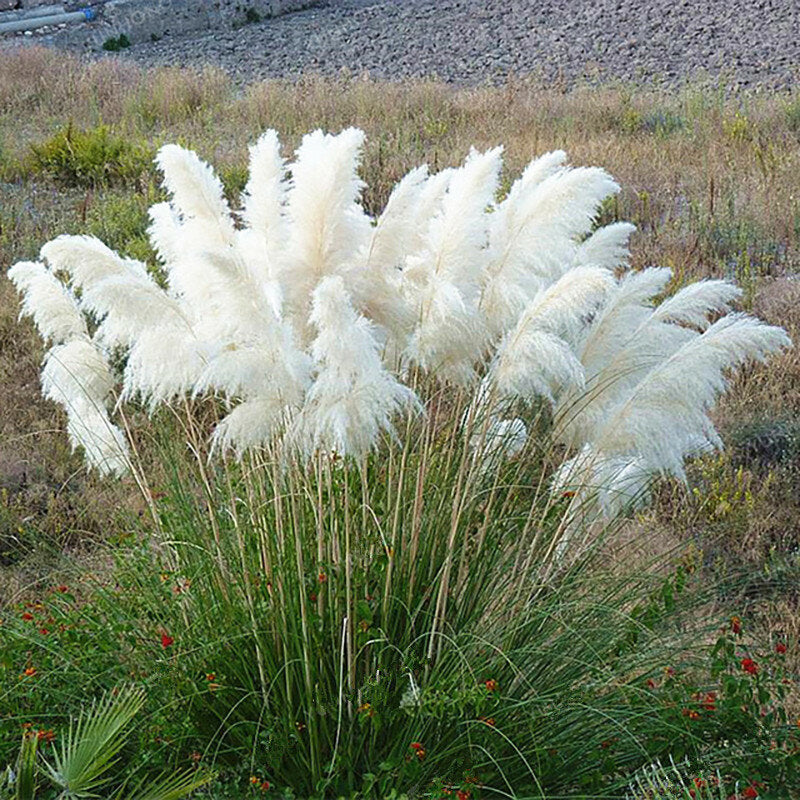 Rainbow Pampas Grass Seeds 200 Count For Gardens And Balconies