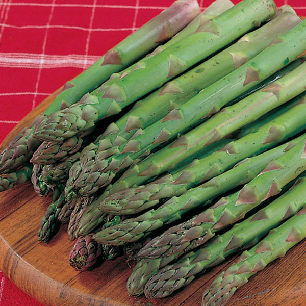 Jersey Giant Asparagus Seeds