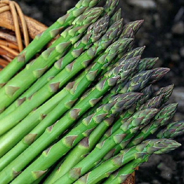 Jersey Giant Asparagus Seeds