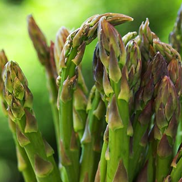 Jersey Giant Asparagus Seeds