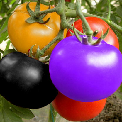 Rainbow Tomato 100 Garden Seeds