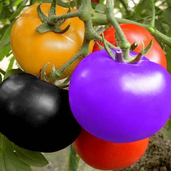 Rainbow Tomato Heirloom Seeds