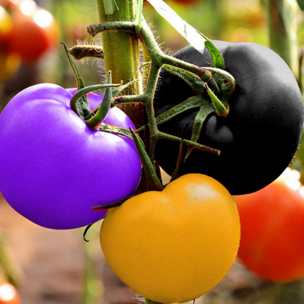 Rainbow Tomato 100 Garden Seeds