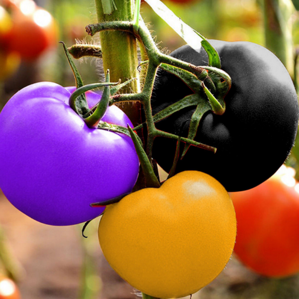 Rainbow Tomato Heirloom Seeds