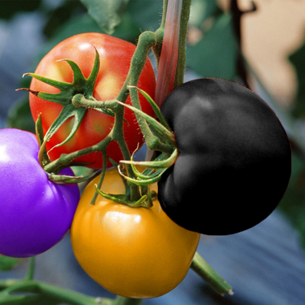 Rainbow Tomato 100 Garden Seeds