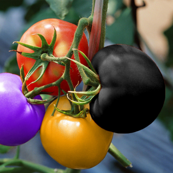 Rainbow Tomato Heirloom Seeds