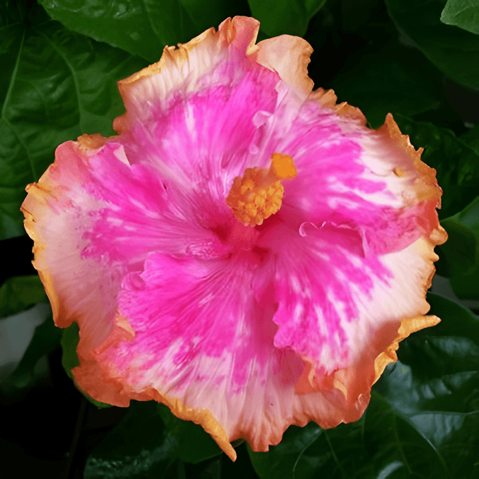 Giant Hibiscus Exotic Coral Flower Seeds