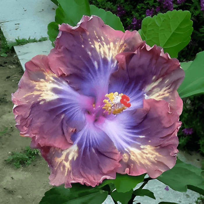 Giant Hibiscus Exotic Coral Flower Seeds
