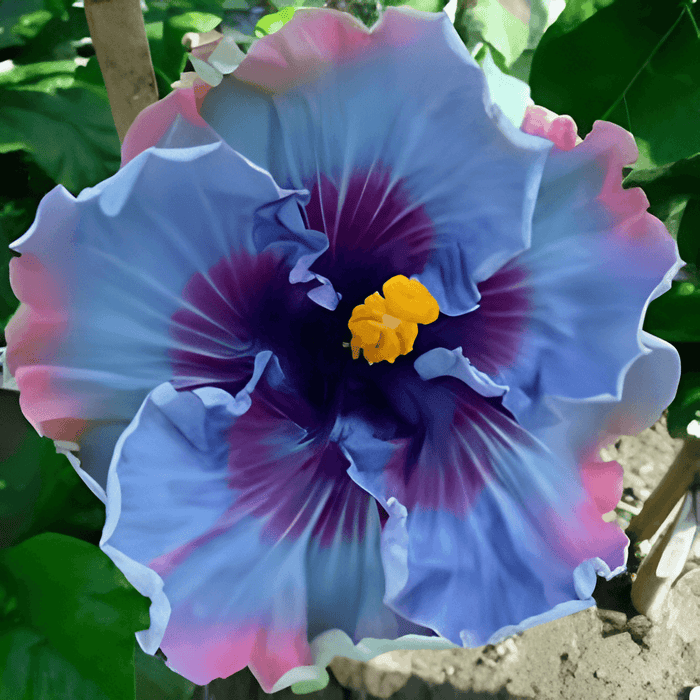 Giant Hibiscus Exotic Coral Flower Seeds