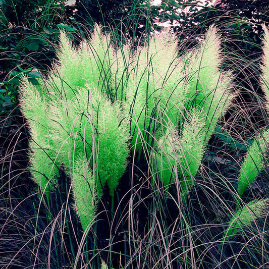 Rainbow Pampas Grass Seeds 200 Count For Gardens And Balconies