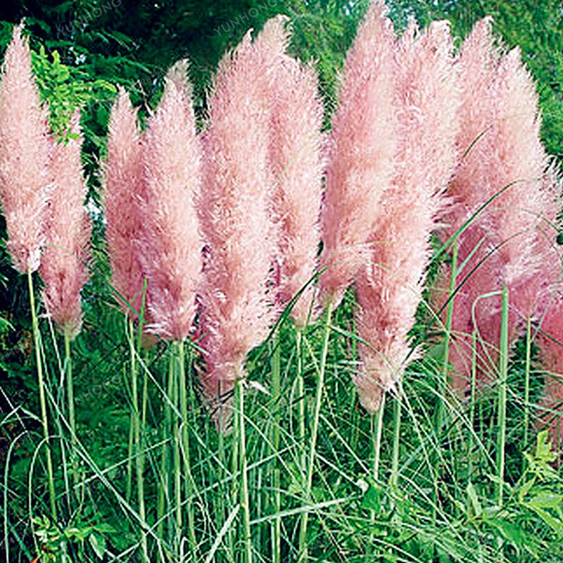 Rainbow Pampas Grass Seeds 200 Count For Gardens And Balconies