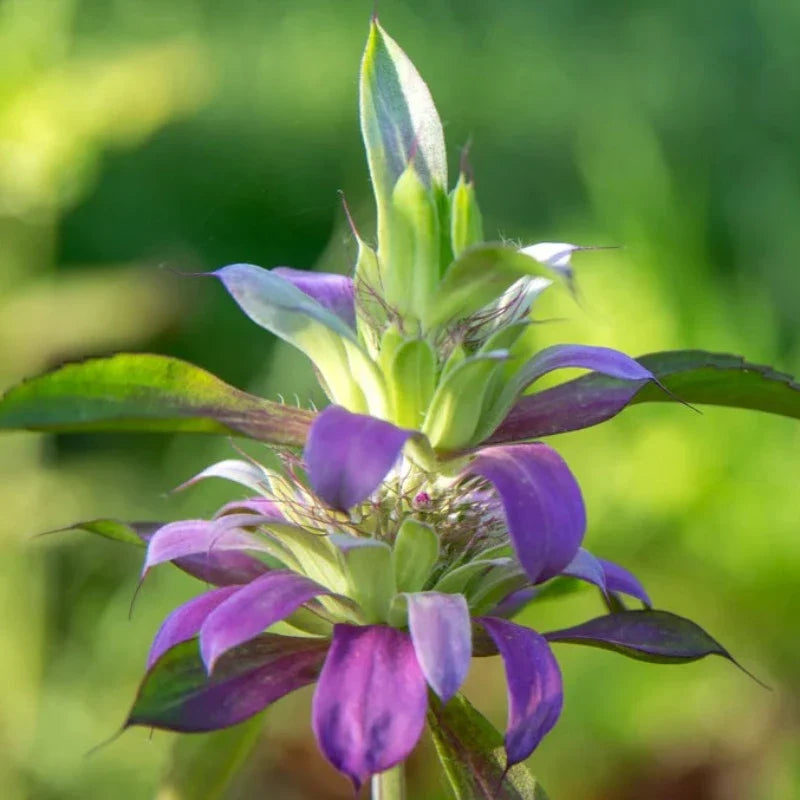 Lemon Mint Bee Balm Bergamot Herb Heirloom Seeds