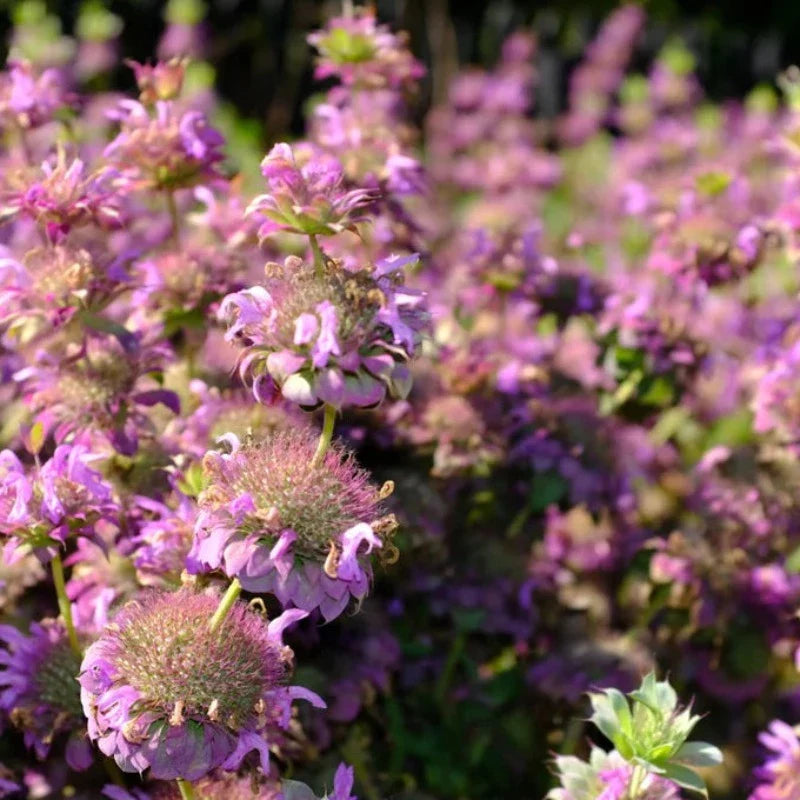 Lemon Mint Bee Balm Bergamot Herb Heirloom Seeds