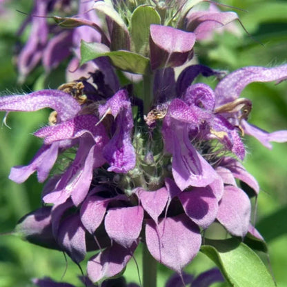 Lemon Mint Bee Balm Bergamot Herb Heirloom Seeds