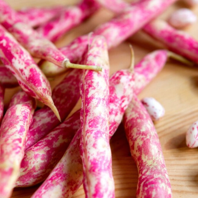 Cranberry Bush Shelling Bean Seeds