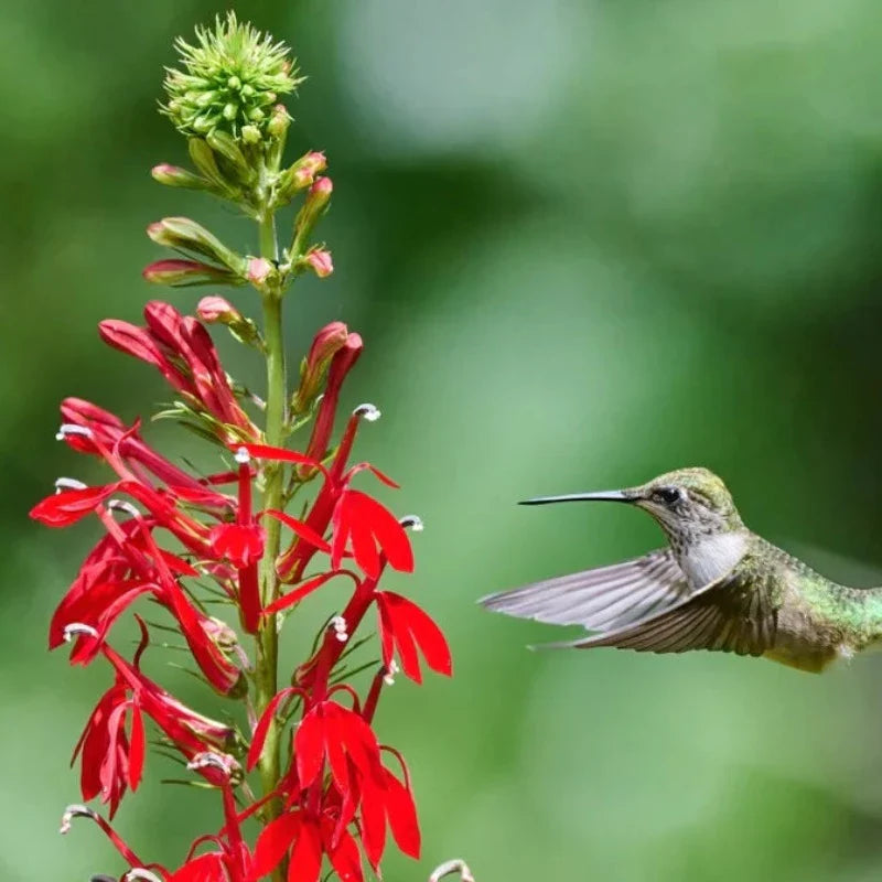 Heirloom Lobelia Cardinal Flower Seeds