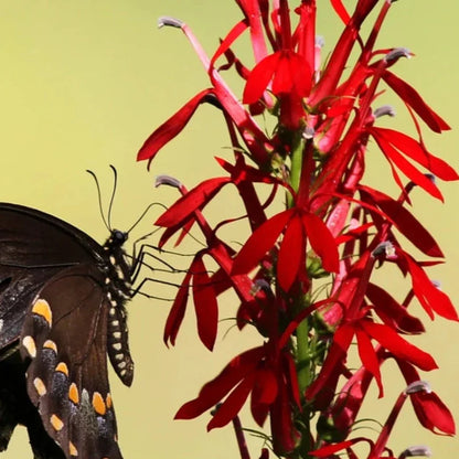 Heirloom Lobelia Cardinal Flower Seeds