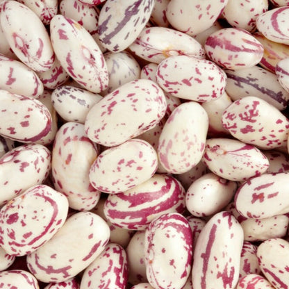 Cranberry Bush Shelling Bean Seeds