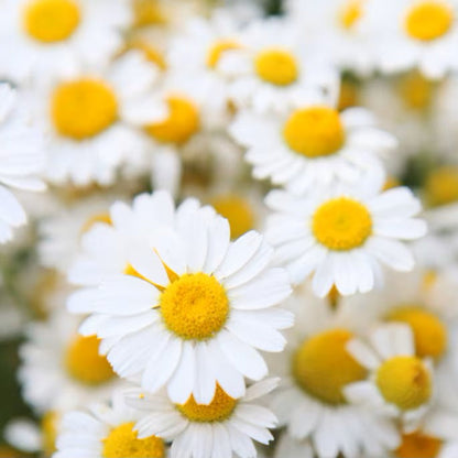 Chamomile Heirloom Seeds