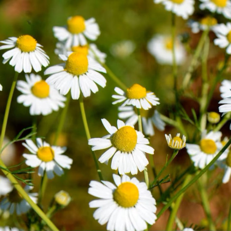 Chamomile Heirloom Seeds