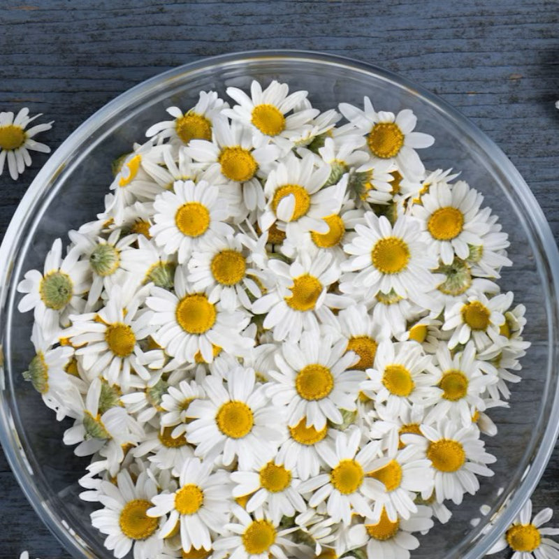 Chamomile Heirloom Seeds