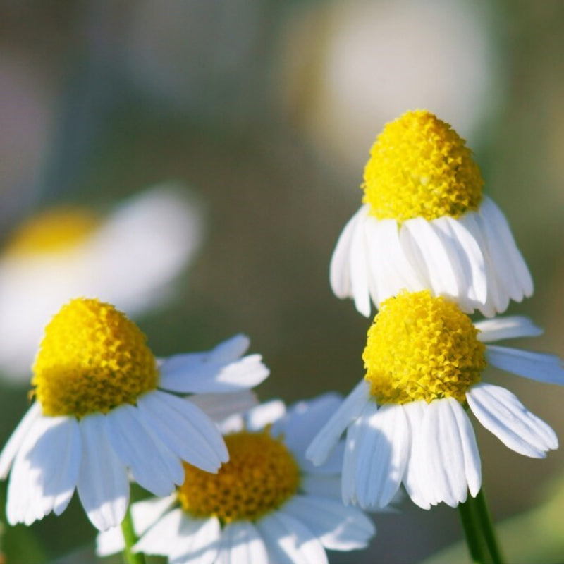 Chamomile Heirloom Seeds