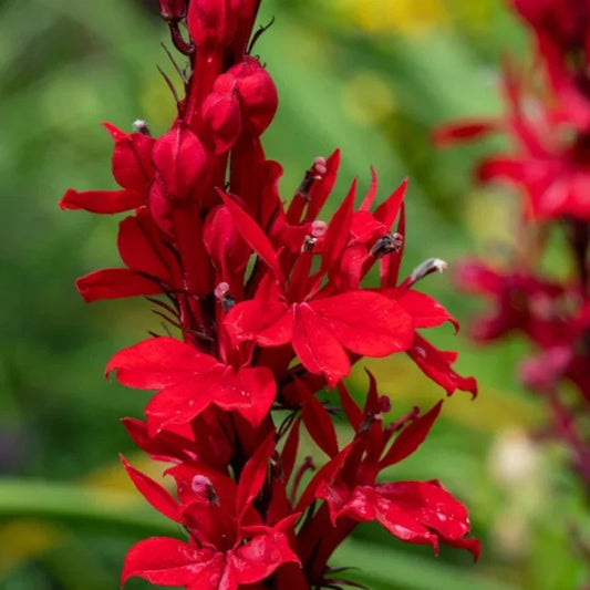 Heirloom Lobelia Cardinal Flower Seeds