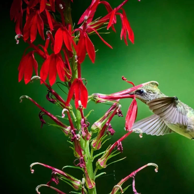 Heirloom Lobelia Cardinal Flower Seeds