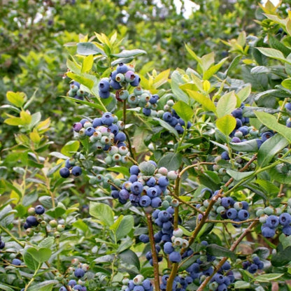 Blueberry Highbush Seeds