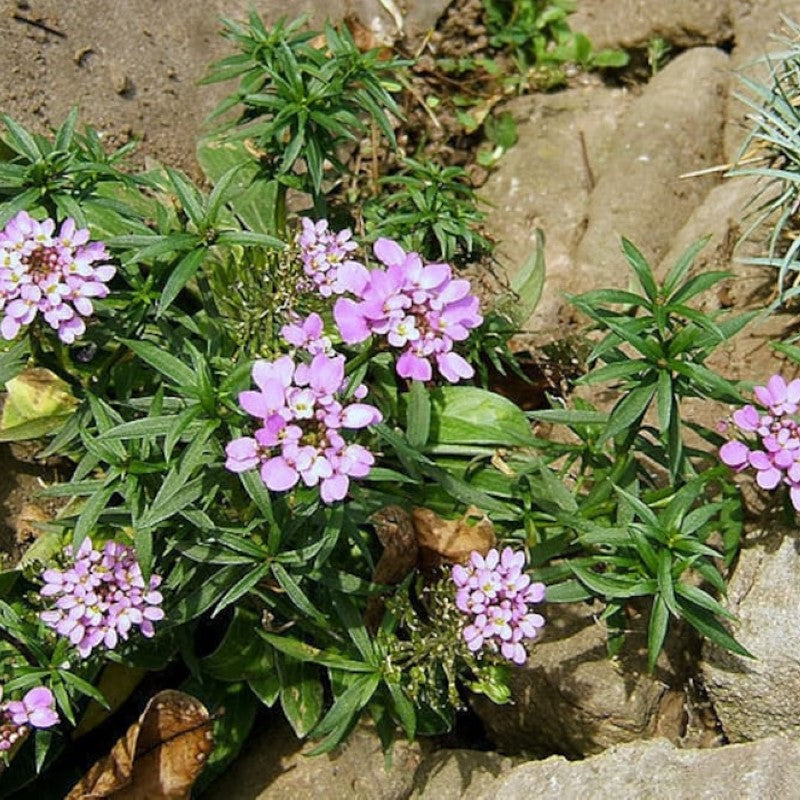 Fairy Dwarf Candytuft Flower Seeds