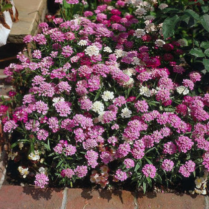 Fairy Dwarf Candytuft Flower Seeds