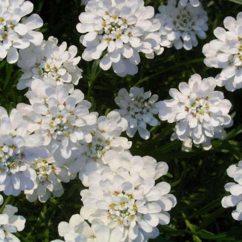 Fairy Dwarf Candytuft Flower Seeds