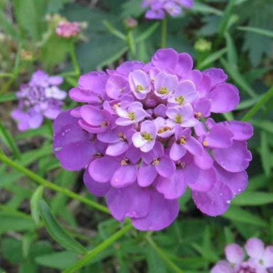 Fairy Dwarf Candytuft Flower Seeds