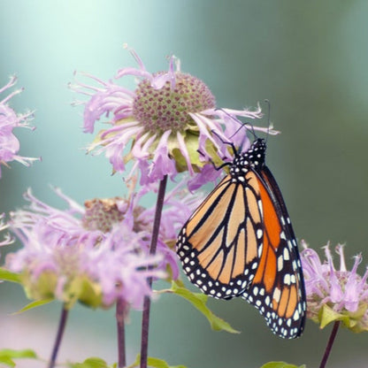 Wild Bergamot Heirloom Herb Seeds