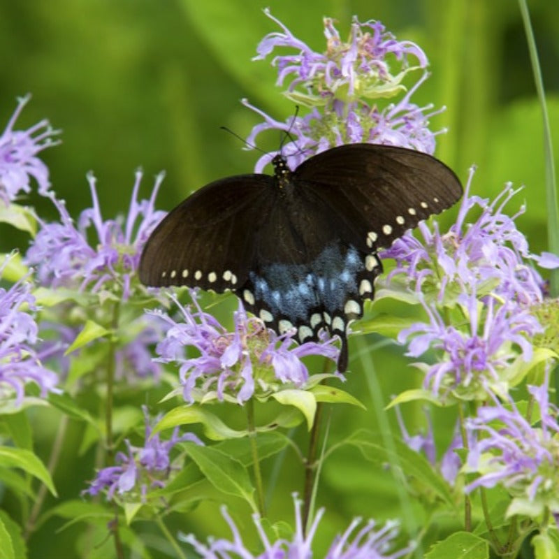 Wild Bergamot Heirloom Herb Seeds