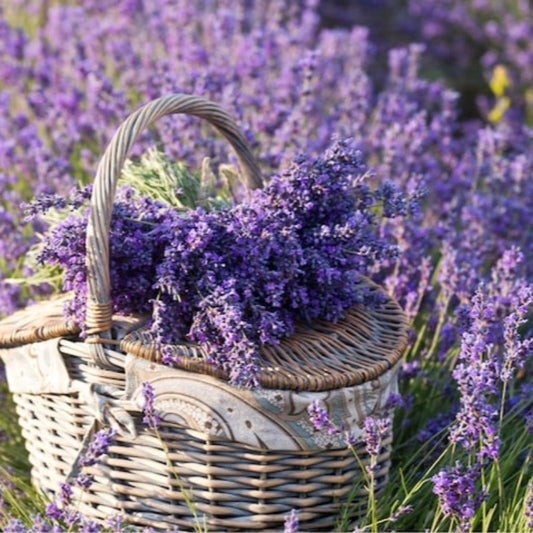 Lavender Heirloom Herb Seeds